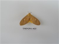 藏品(夜蛾4)的圖片